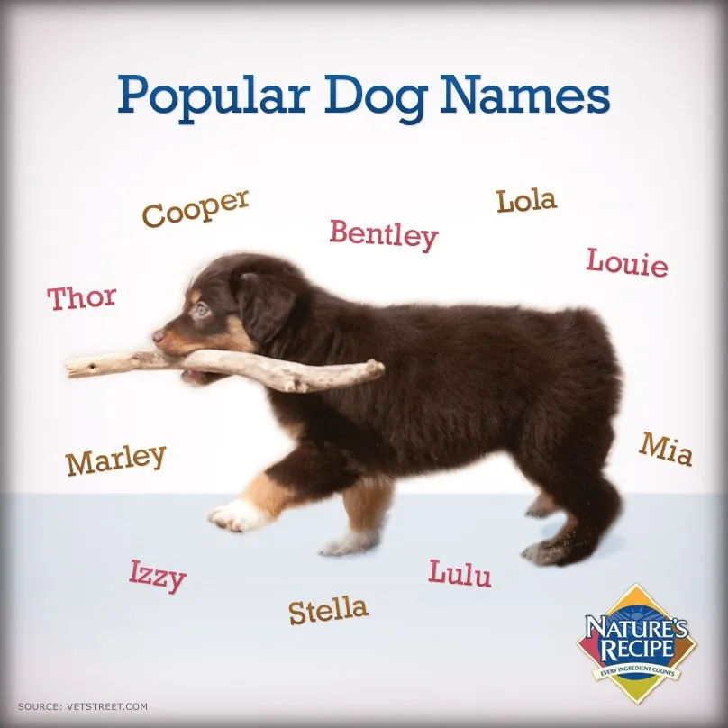 dog names that go with cooper