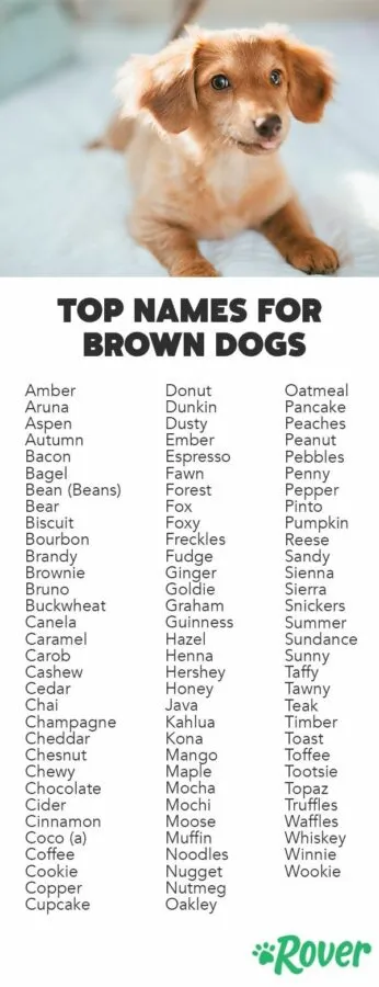 dog names that go with honey