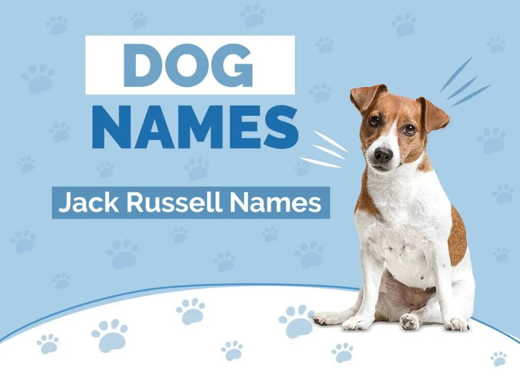 dog names that go with jack