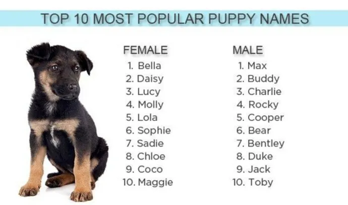 dog names that go with molly