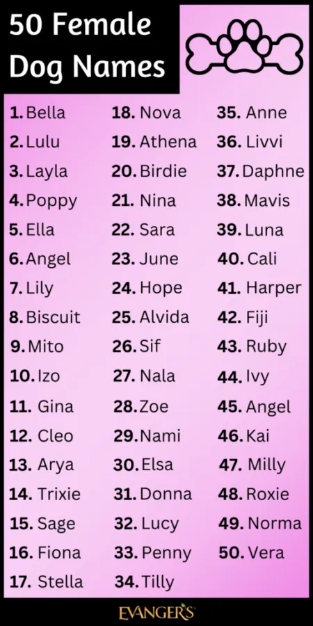 dog names that go with nova