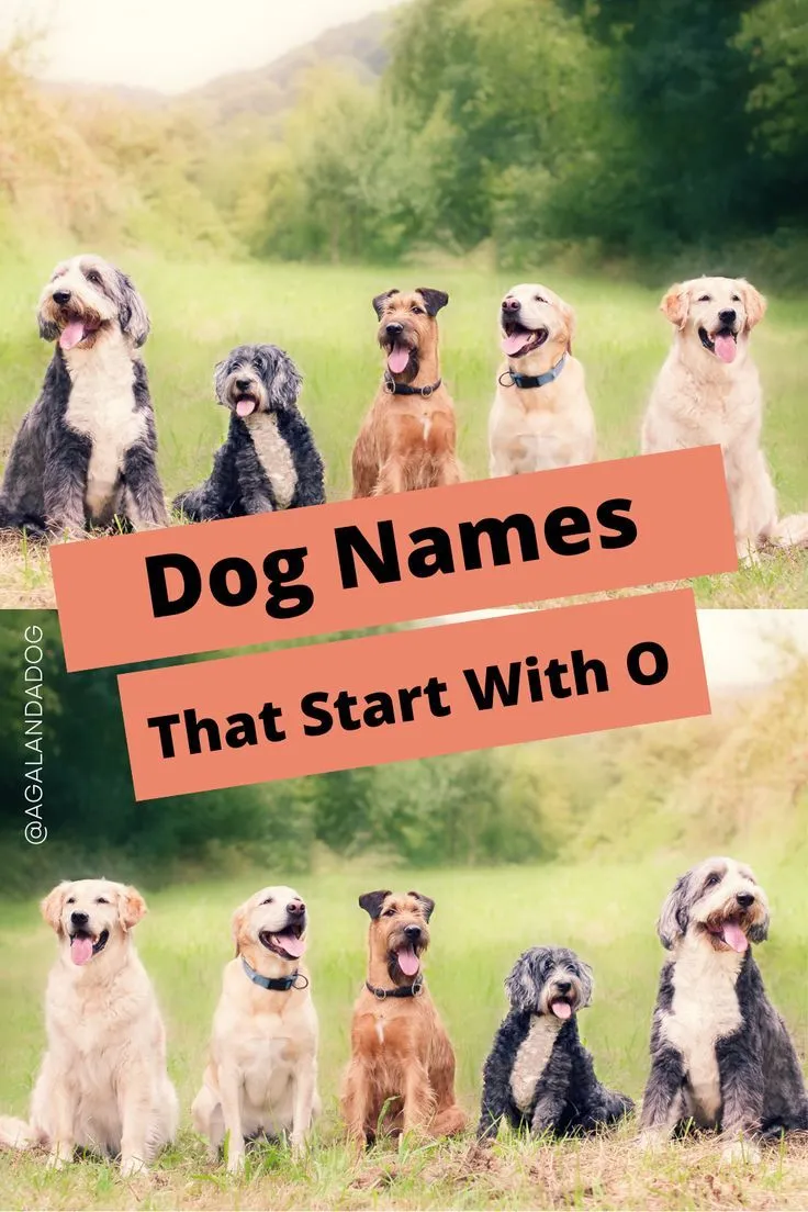 dog names that go with oscar