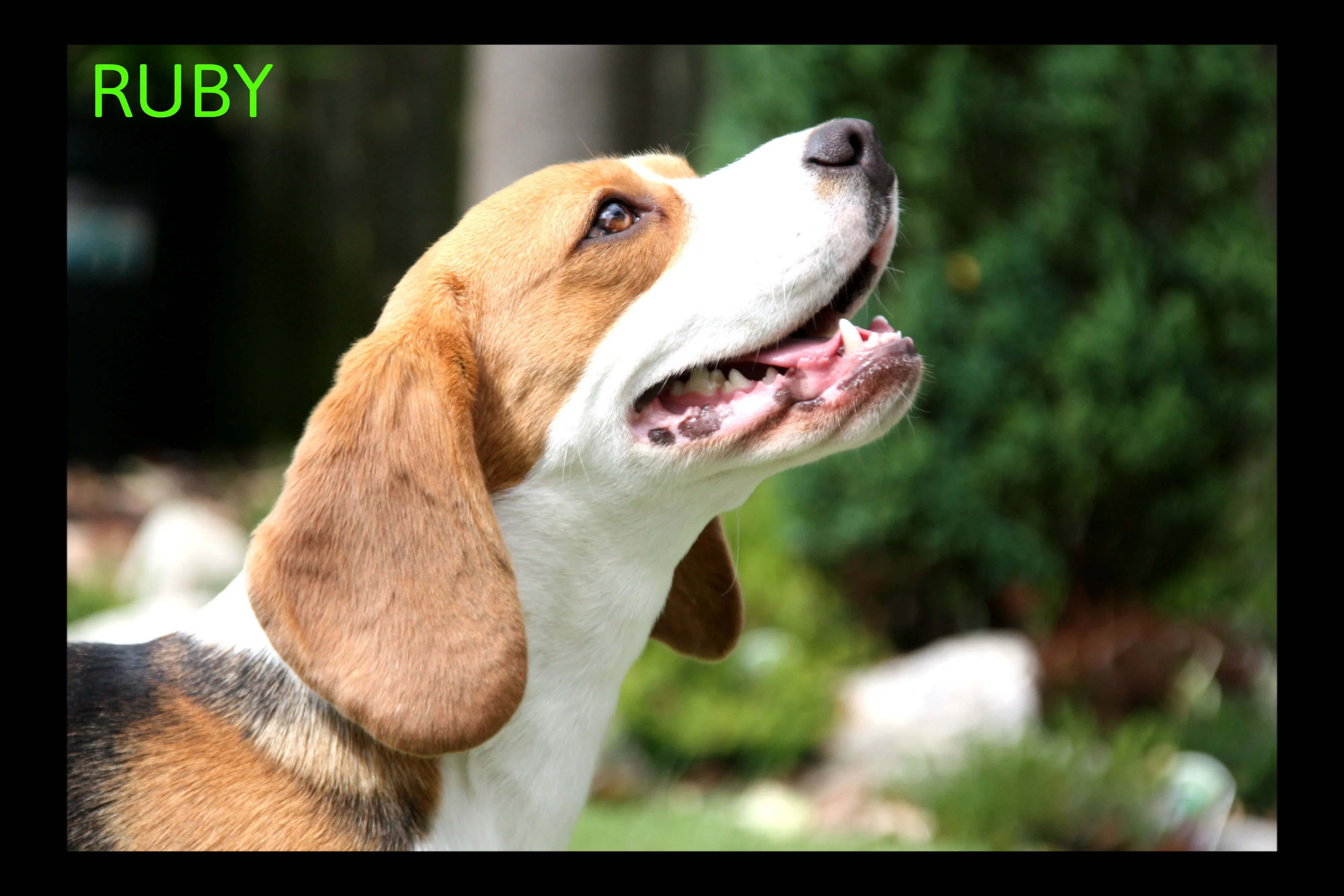 dog names that go with ruby