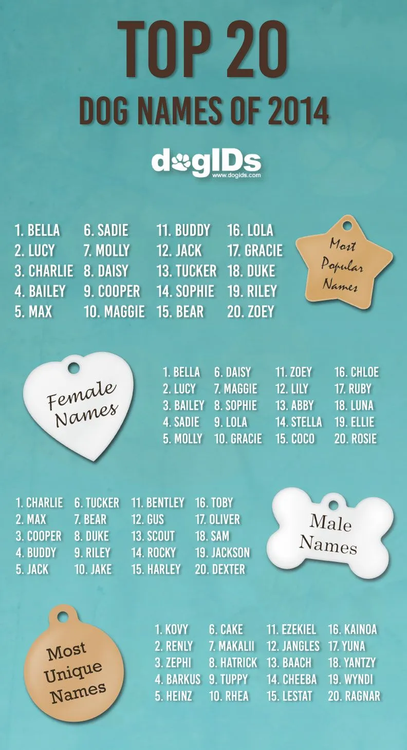 dog names that go with scout