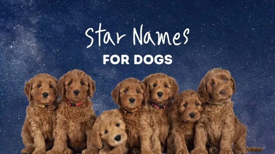 dog names that go with stella