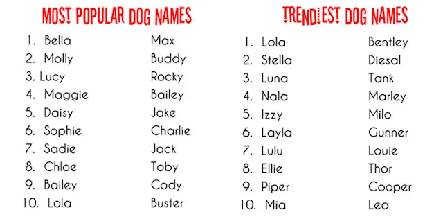 dog names that go with toby