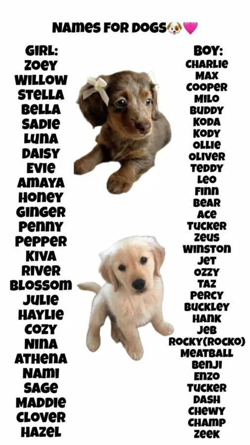 dog names that go with tucker
