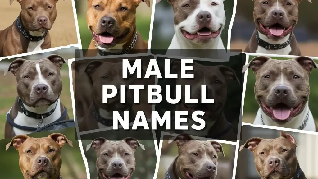 tough male dog names for pitbulls