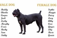 Dog Names for Cane Corso