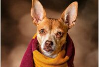 Dog Names Inspired by Harry Potter