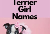 Female Dog Names Boston Terrier