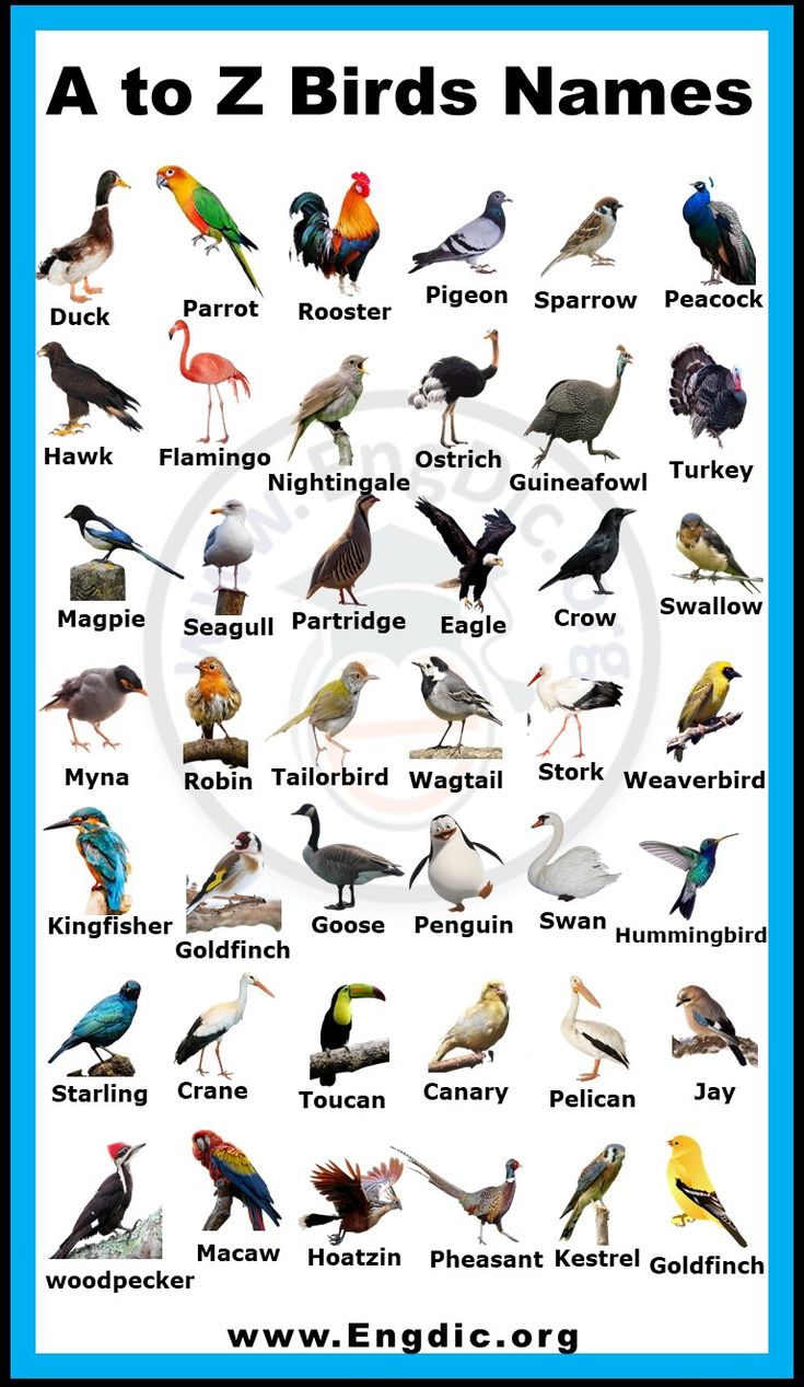 alphabetical-list-of-bird-names