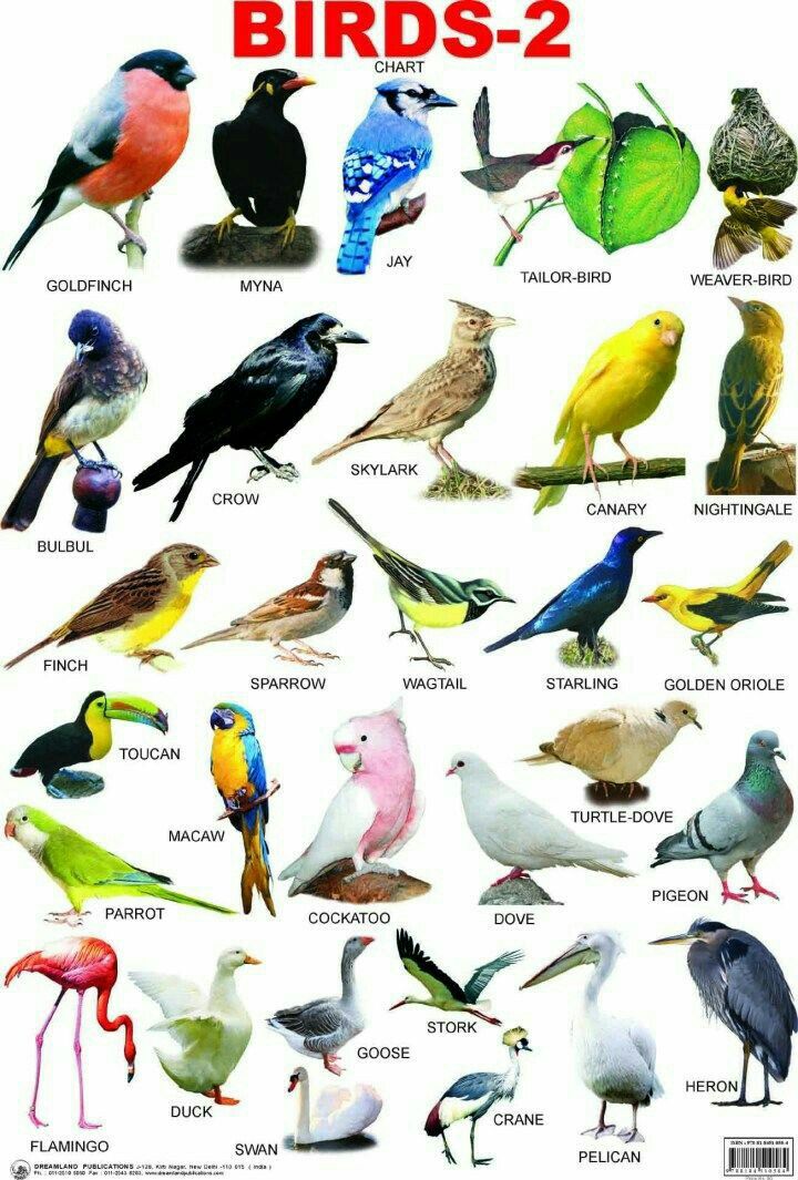 bird-names-beginning-with-v