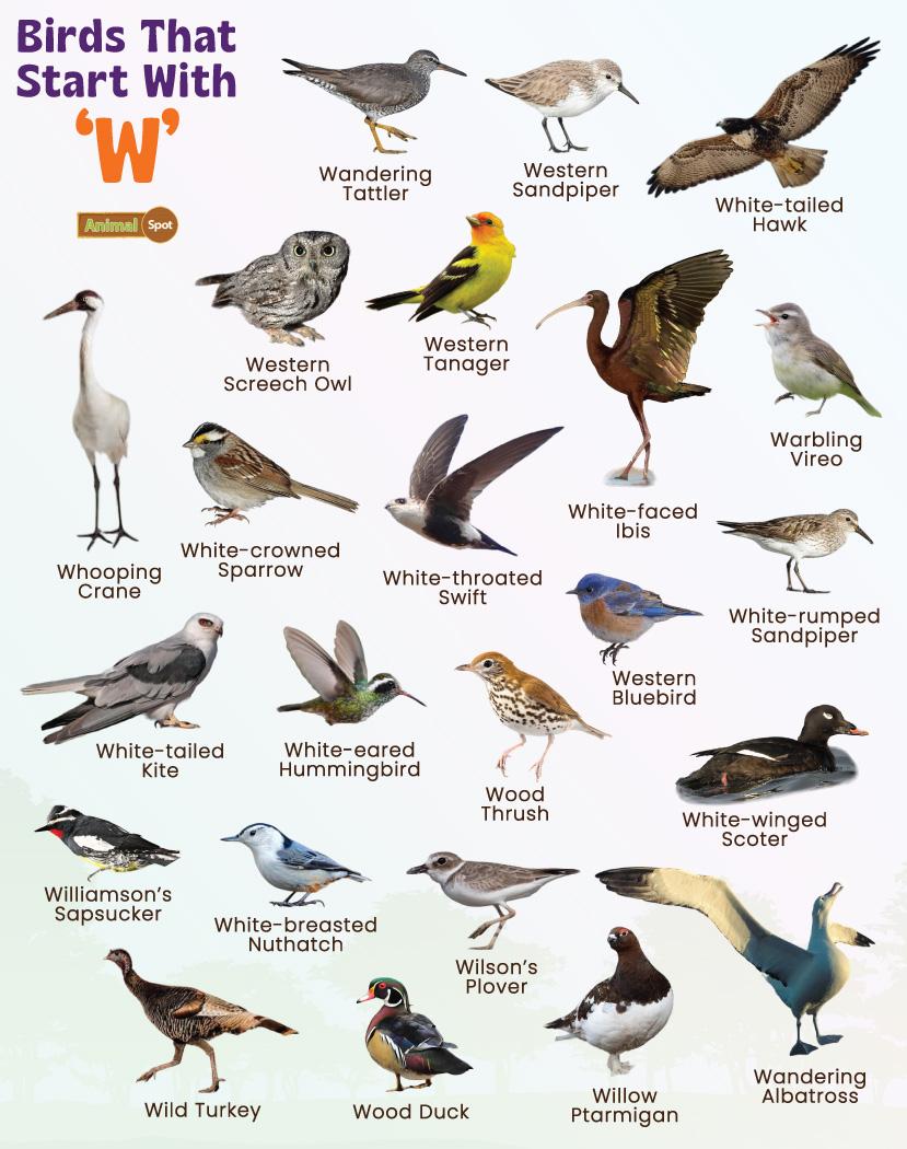 bird-names-beginning-with-w