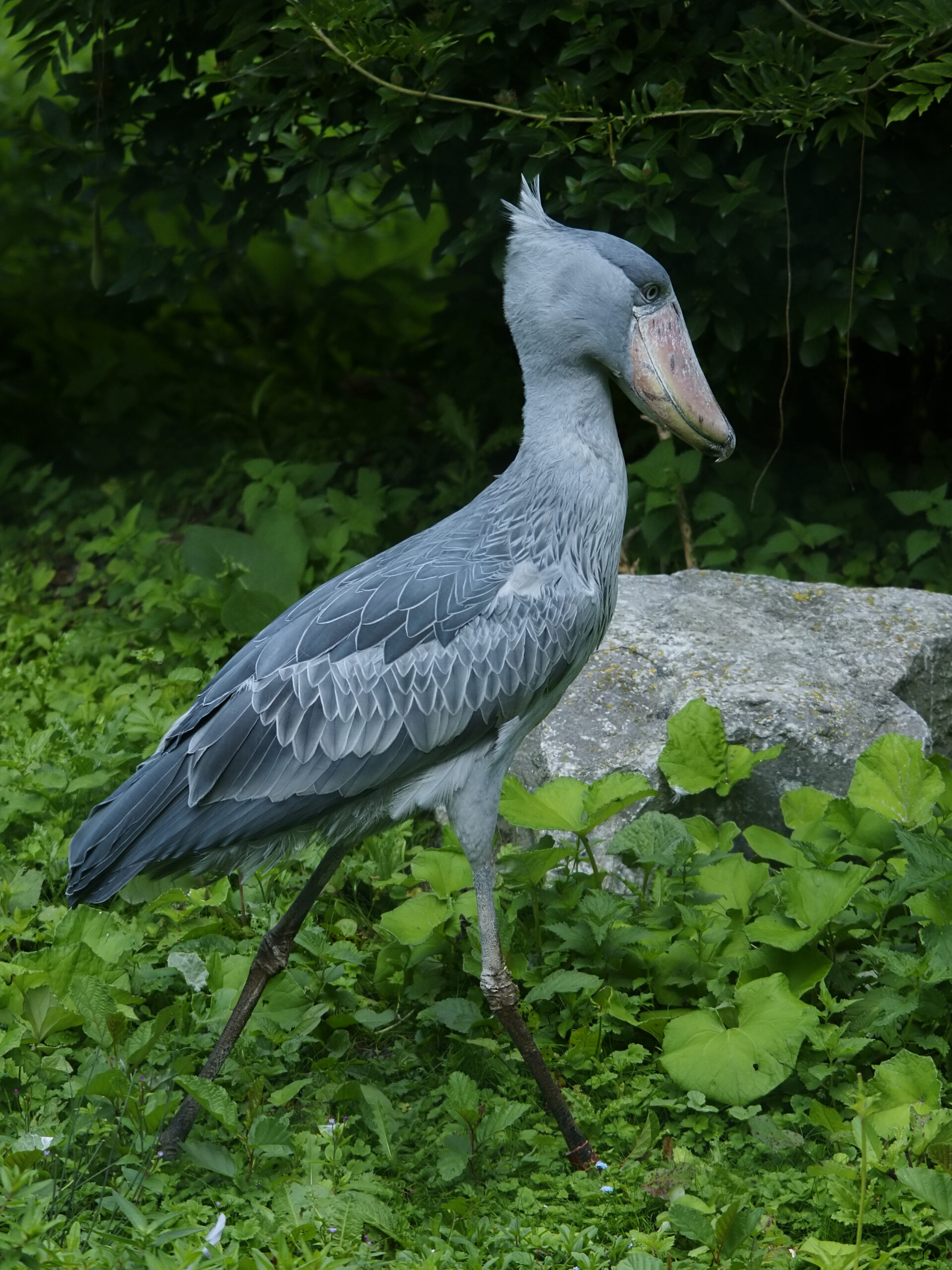 bird-names-ending-in-bill
