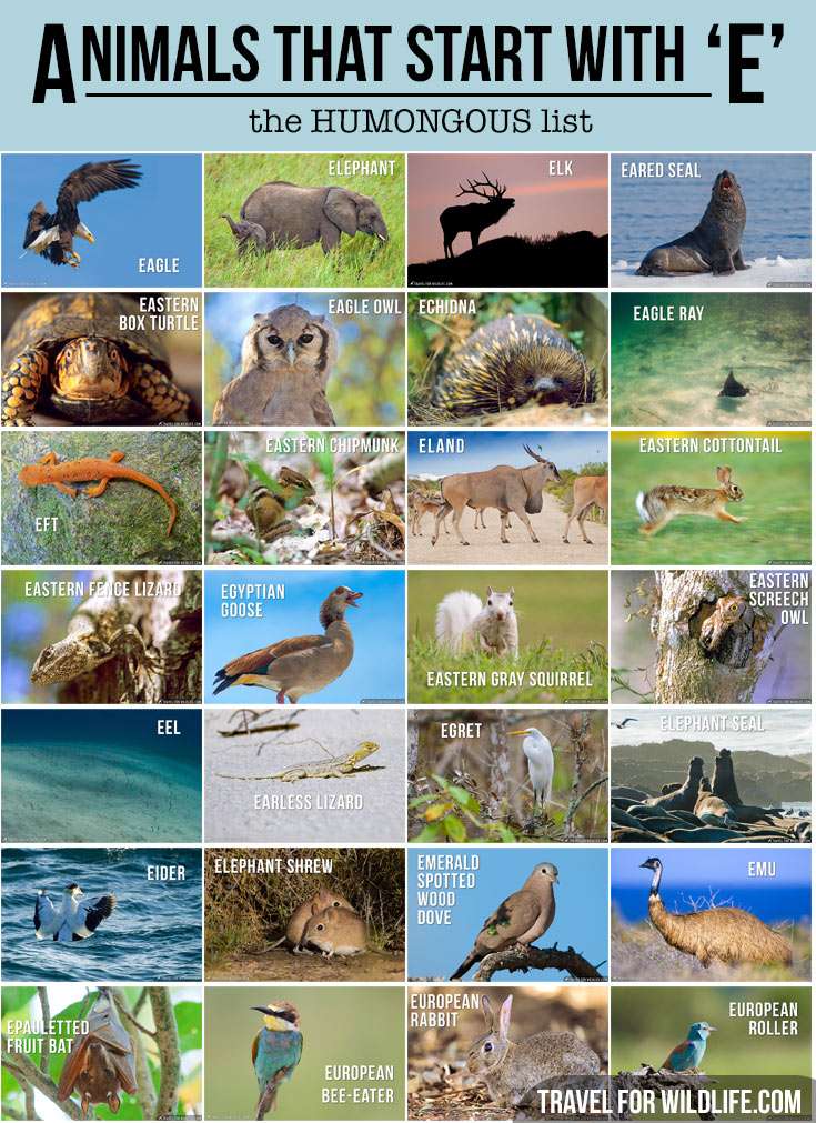 bird-names-ending-in-e