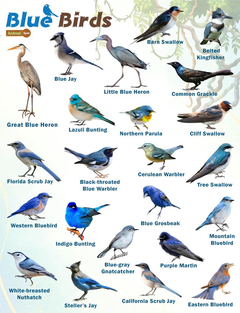 bird-names-for-blue-birds