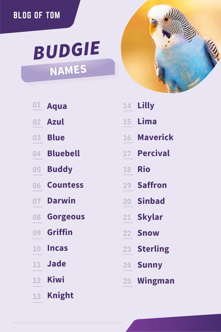 bird-names-for-blue-budgies