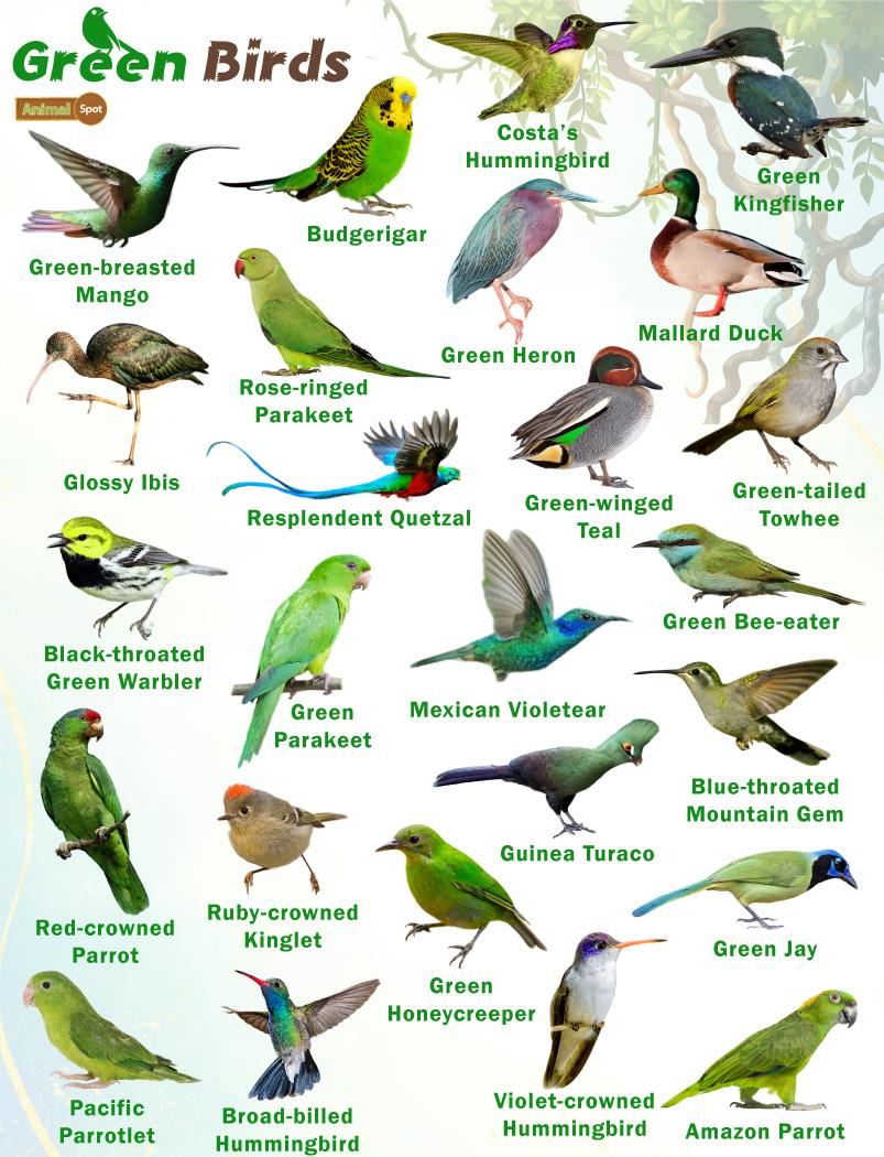 bird-names-for-green-birds