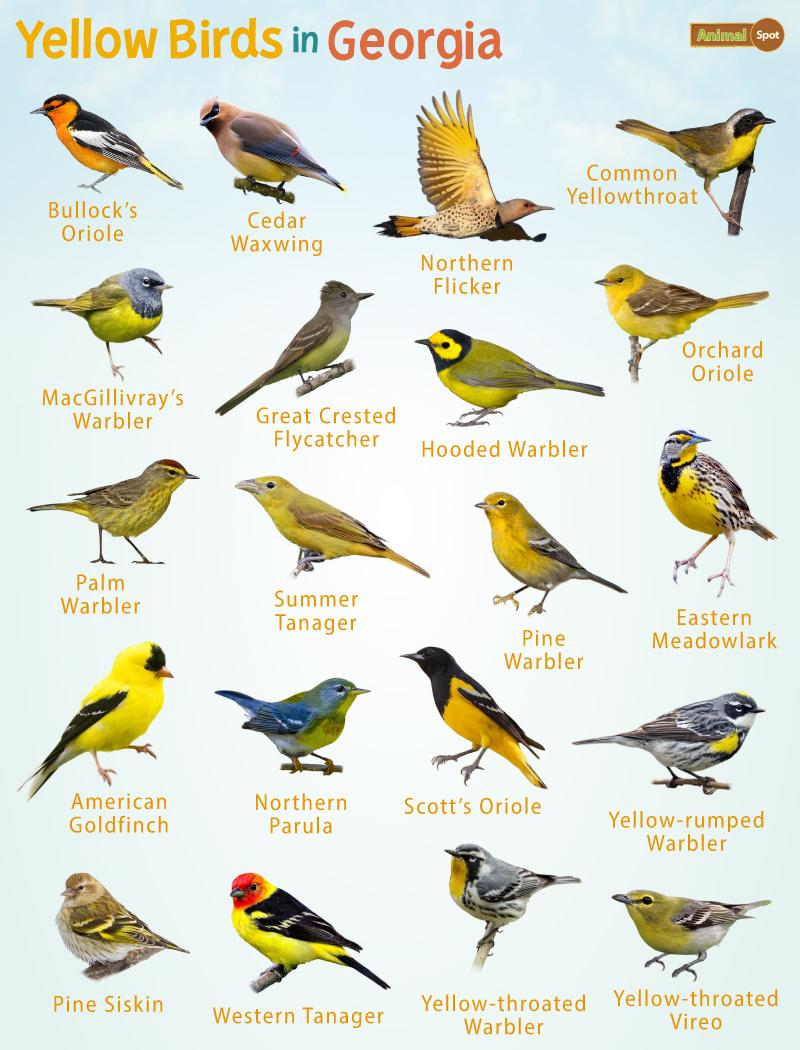 bird-names-for-yellow-birds