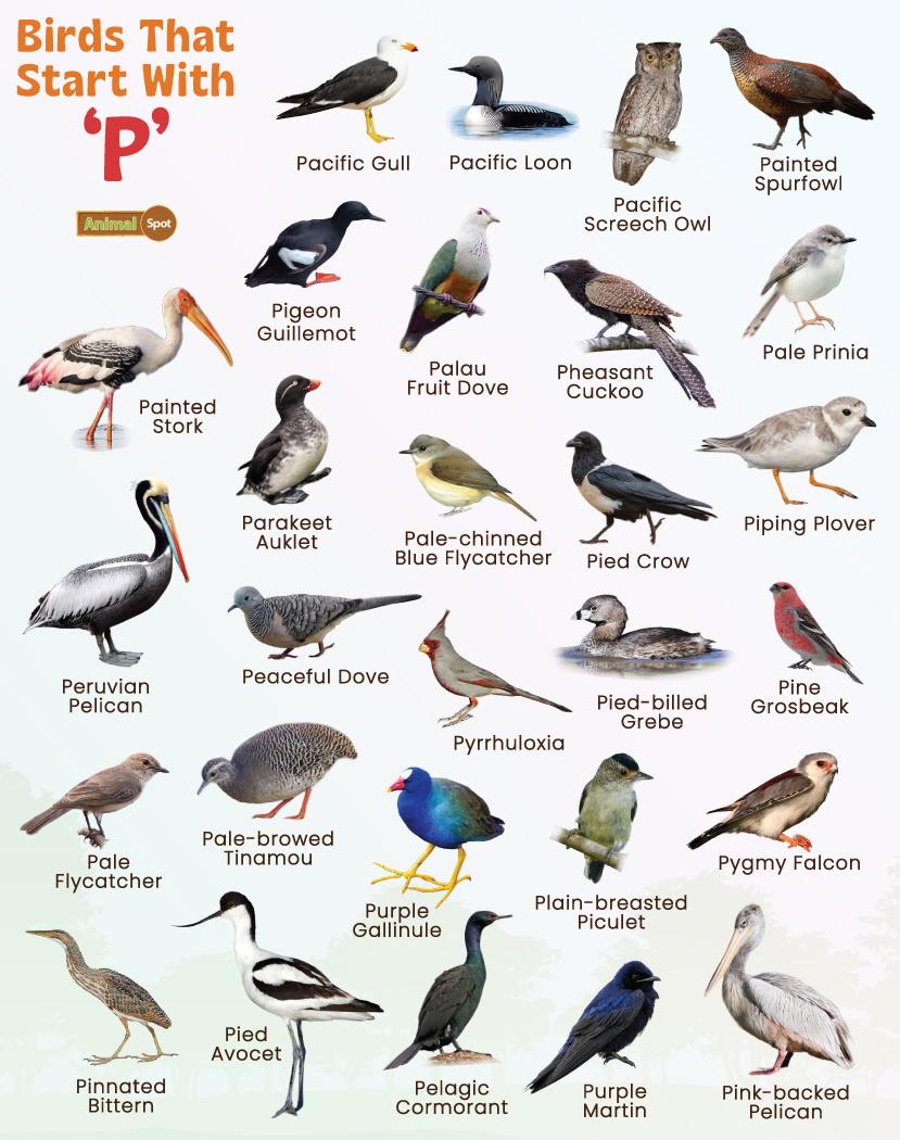 bird-names-start-with-p