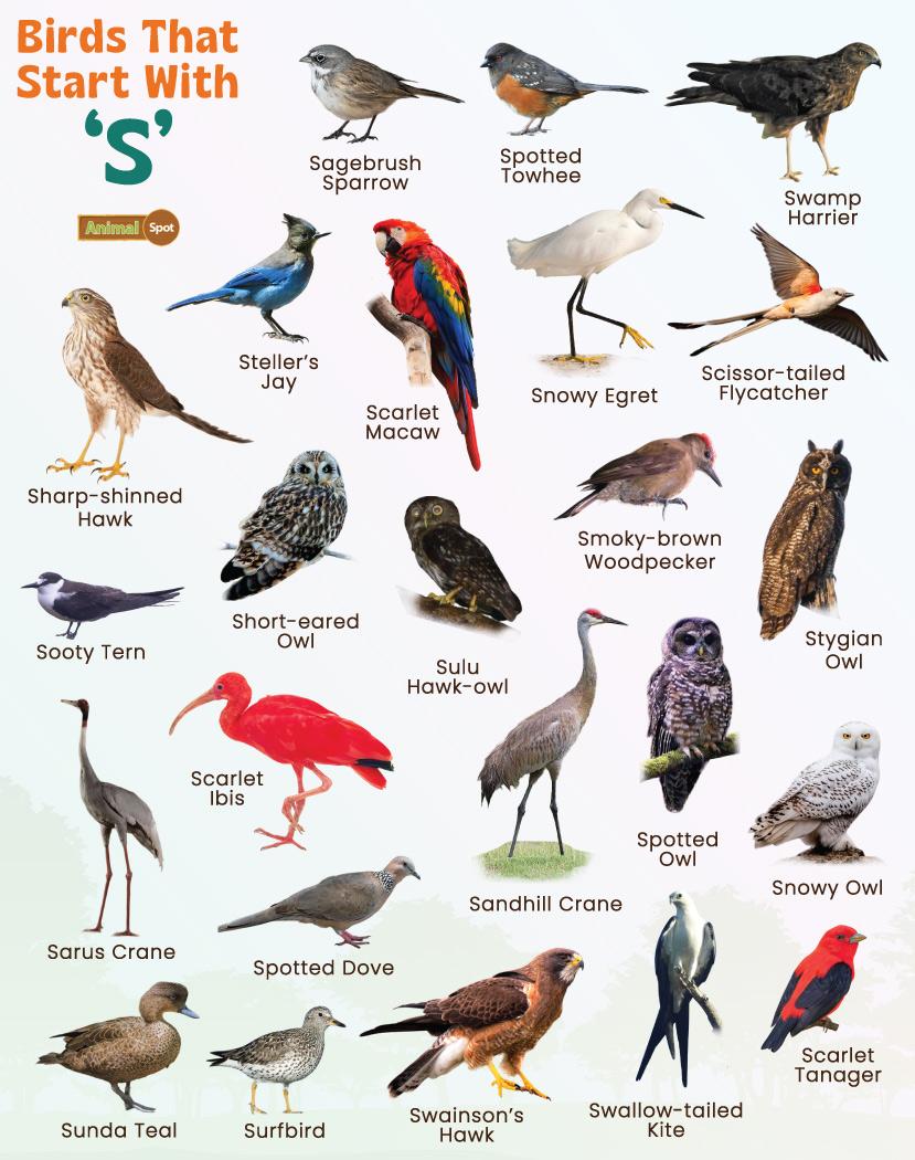 bird-names-start-with-s