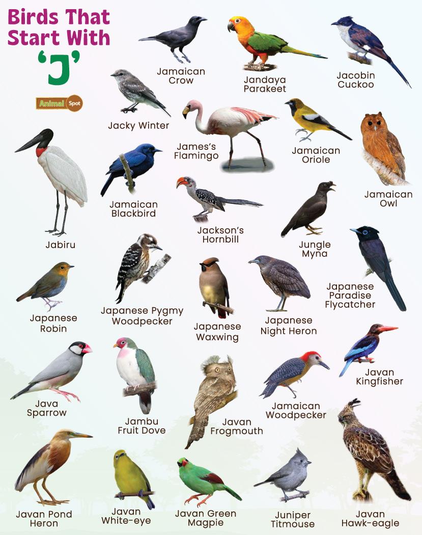 bird-names-starting-with-j