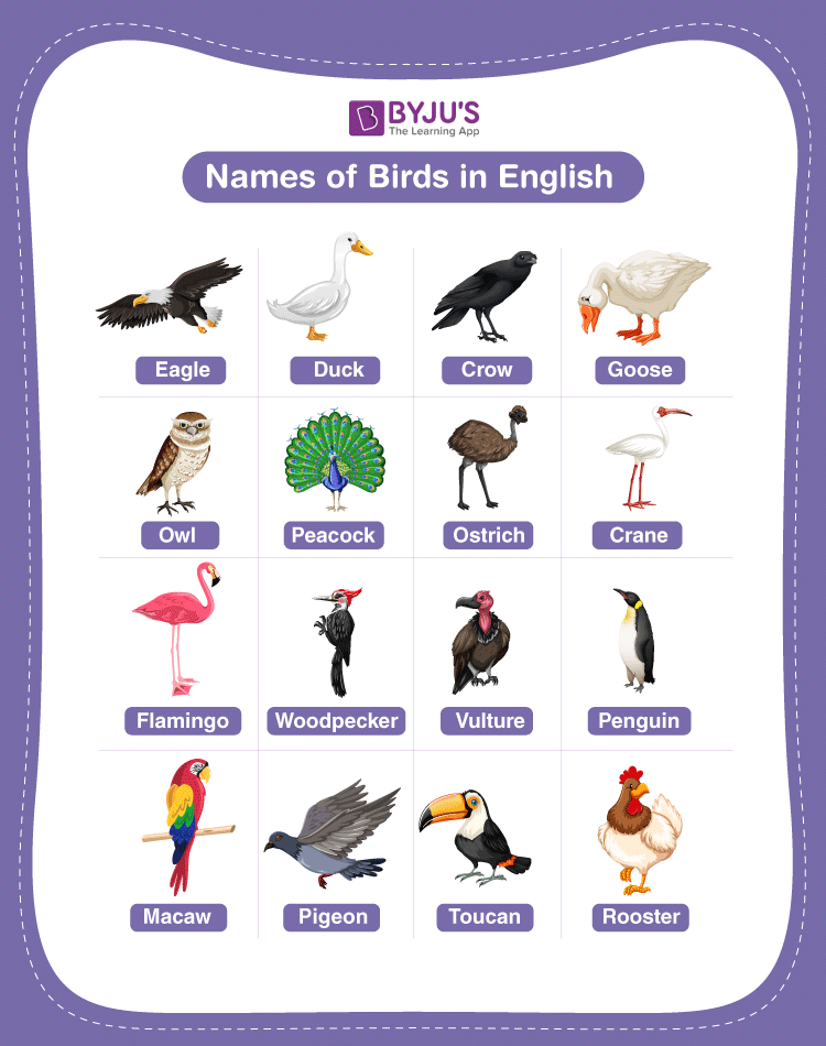 bird-names-starting-with-k