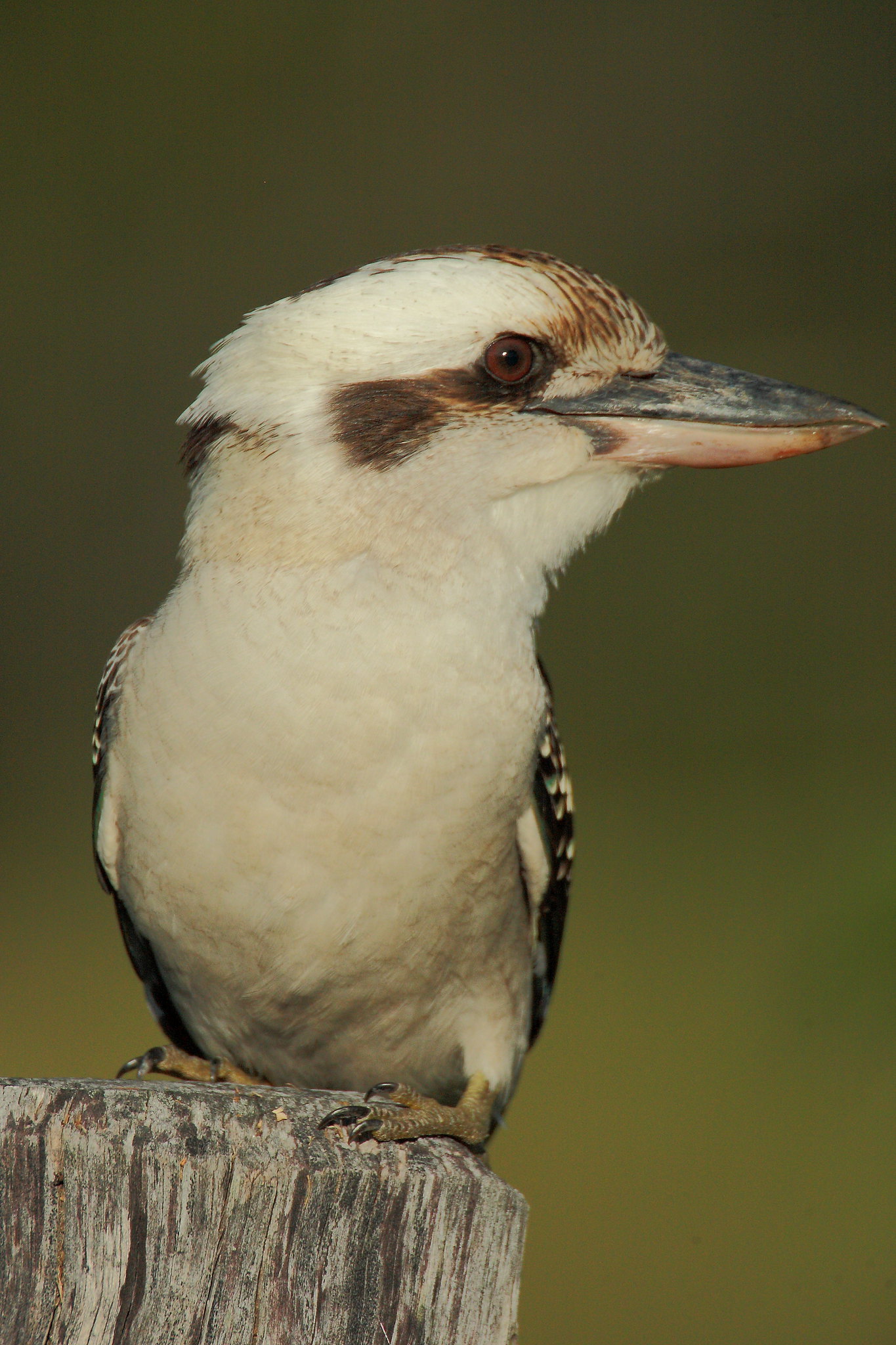 bird-names-starting-with-vowels