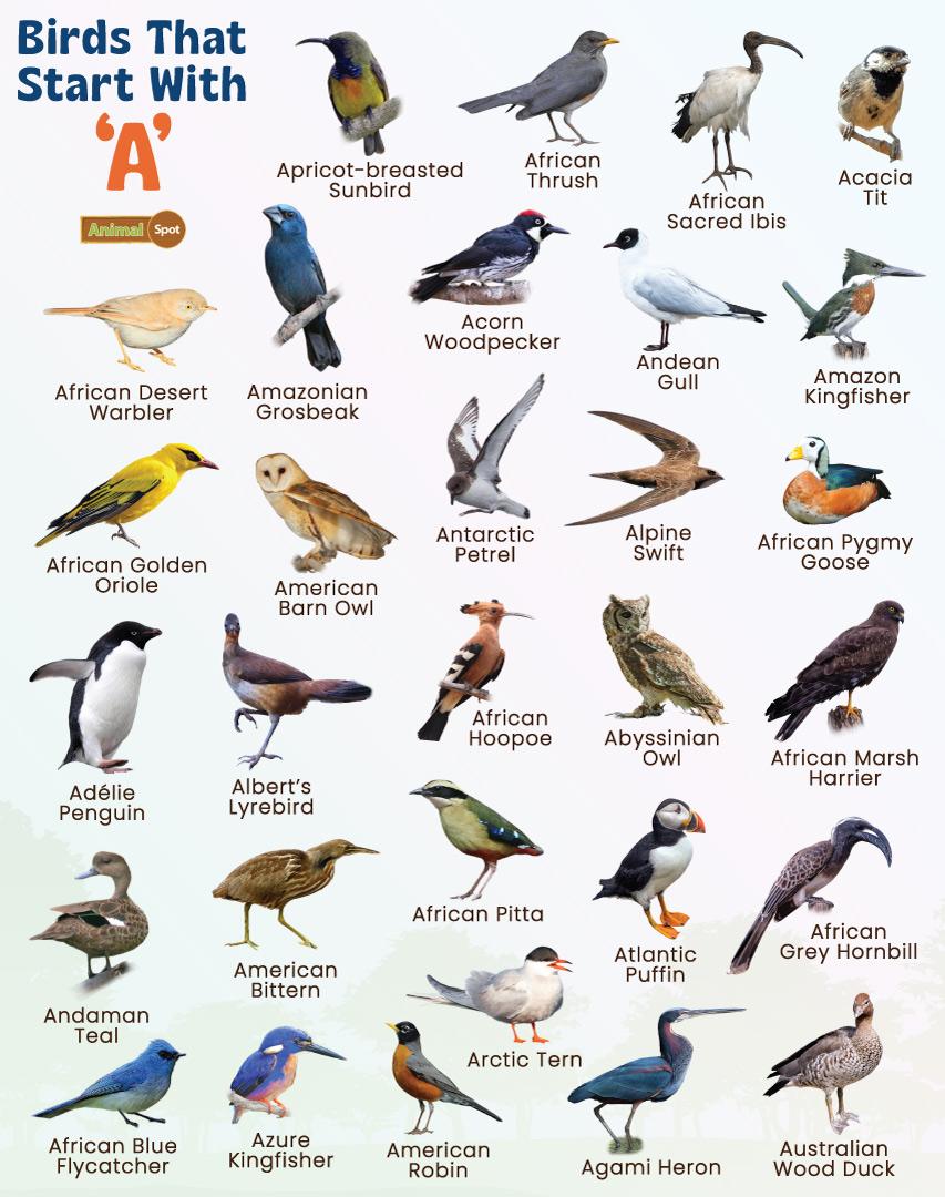 bird-names-that-start-with-a