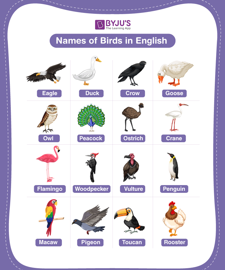 Last names that mean bird