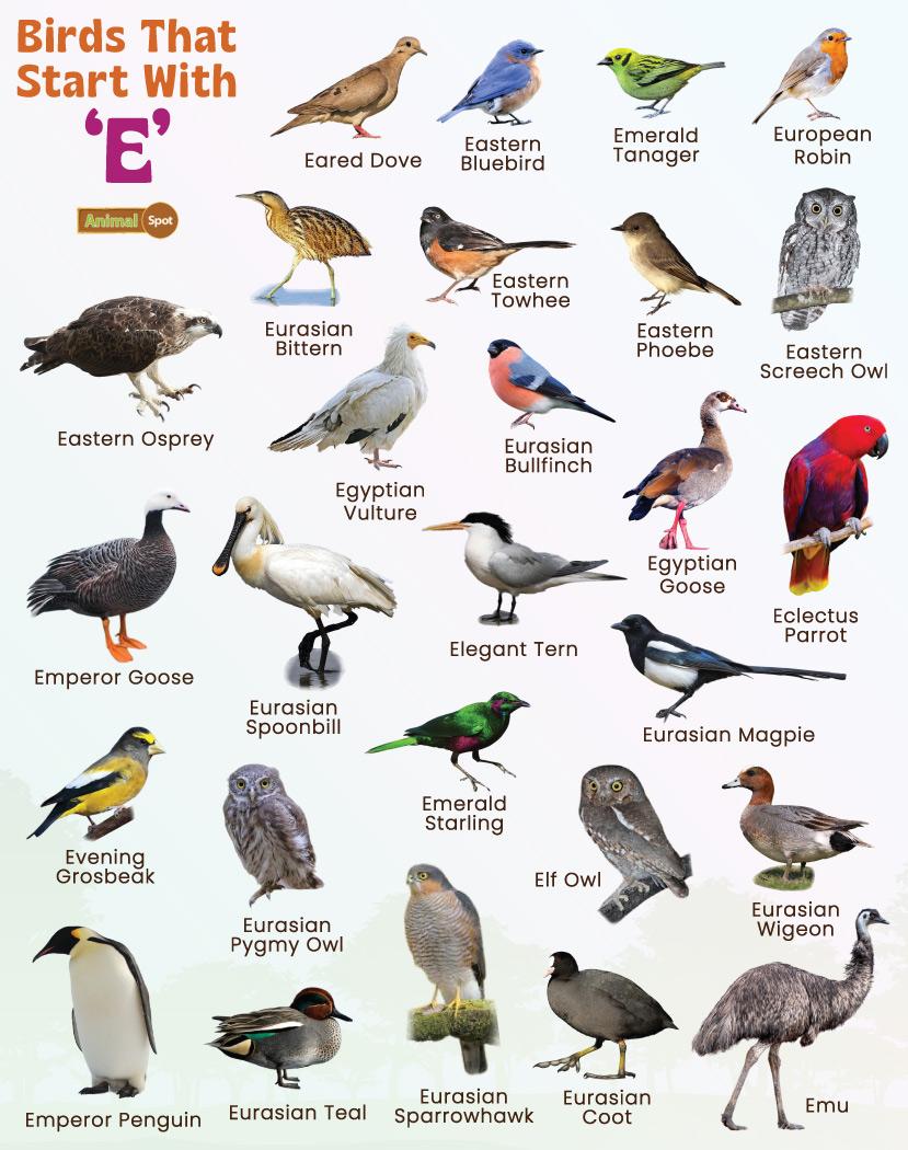bird-names-that-start-with-e