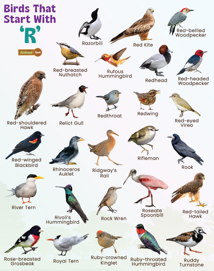 bird-names-that-start-with-r