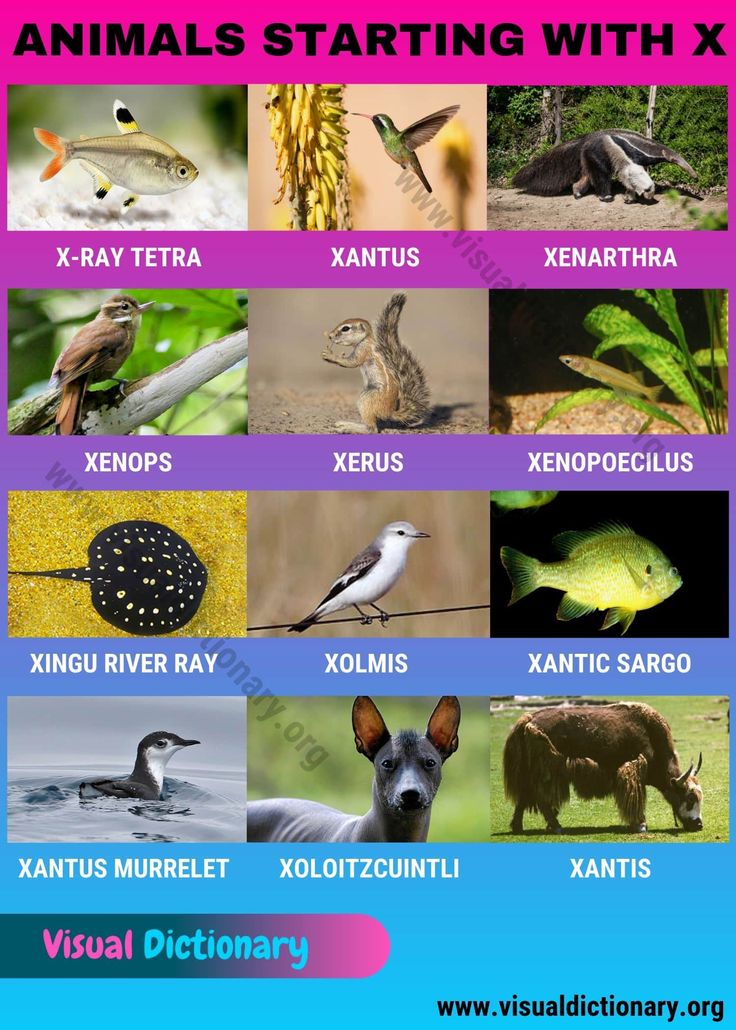 bird-names-that-start-with-x