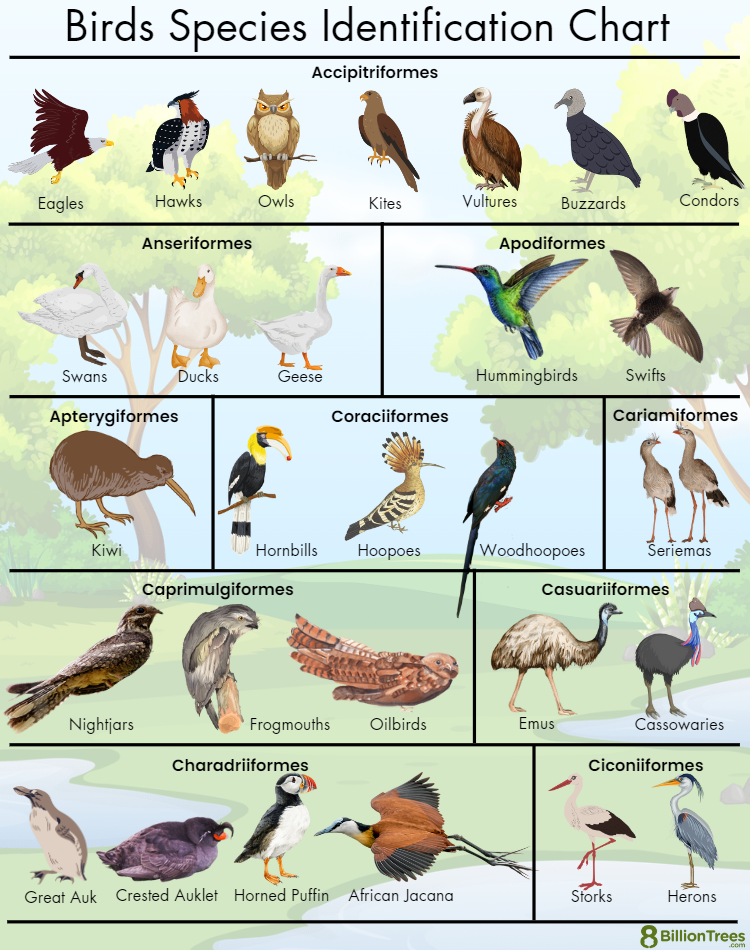 bird-species-with-cool-names