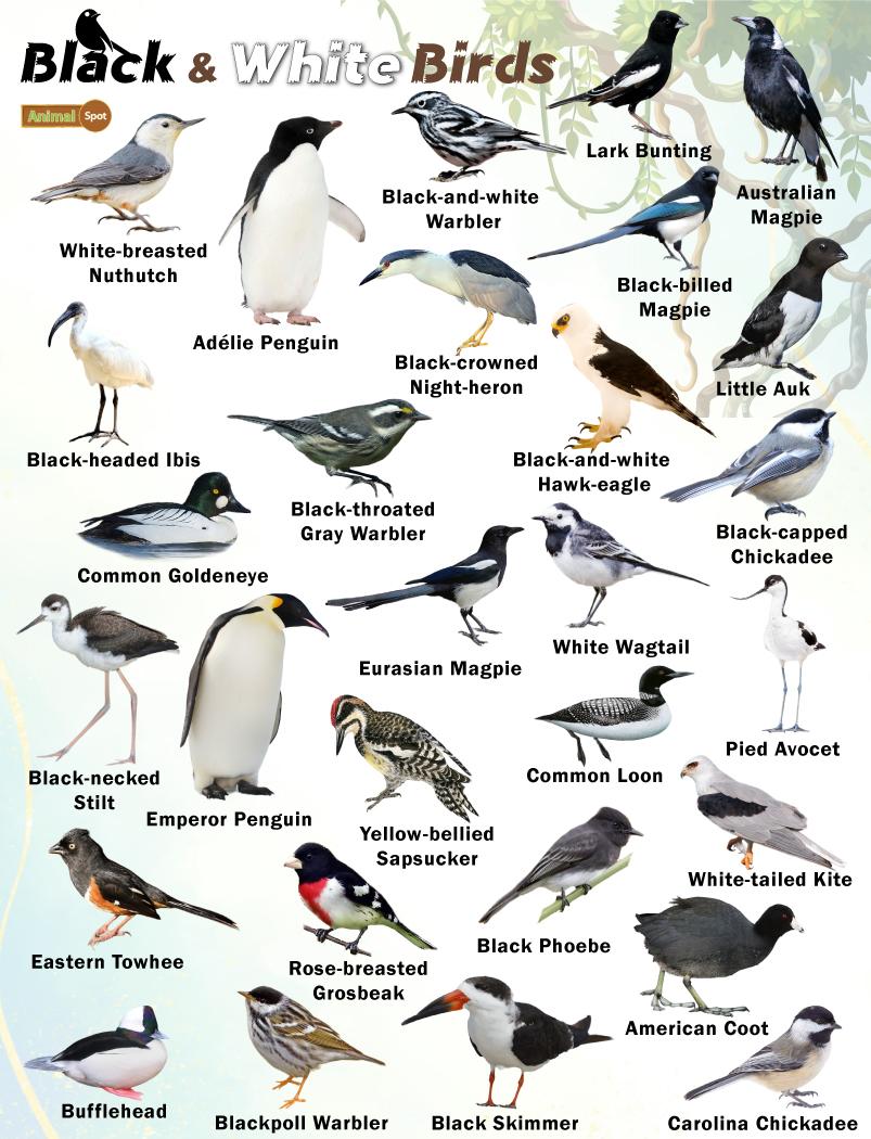 black-and-white-bird-names