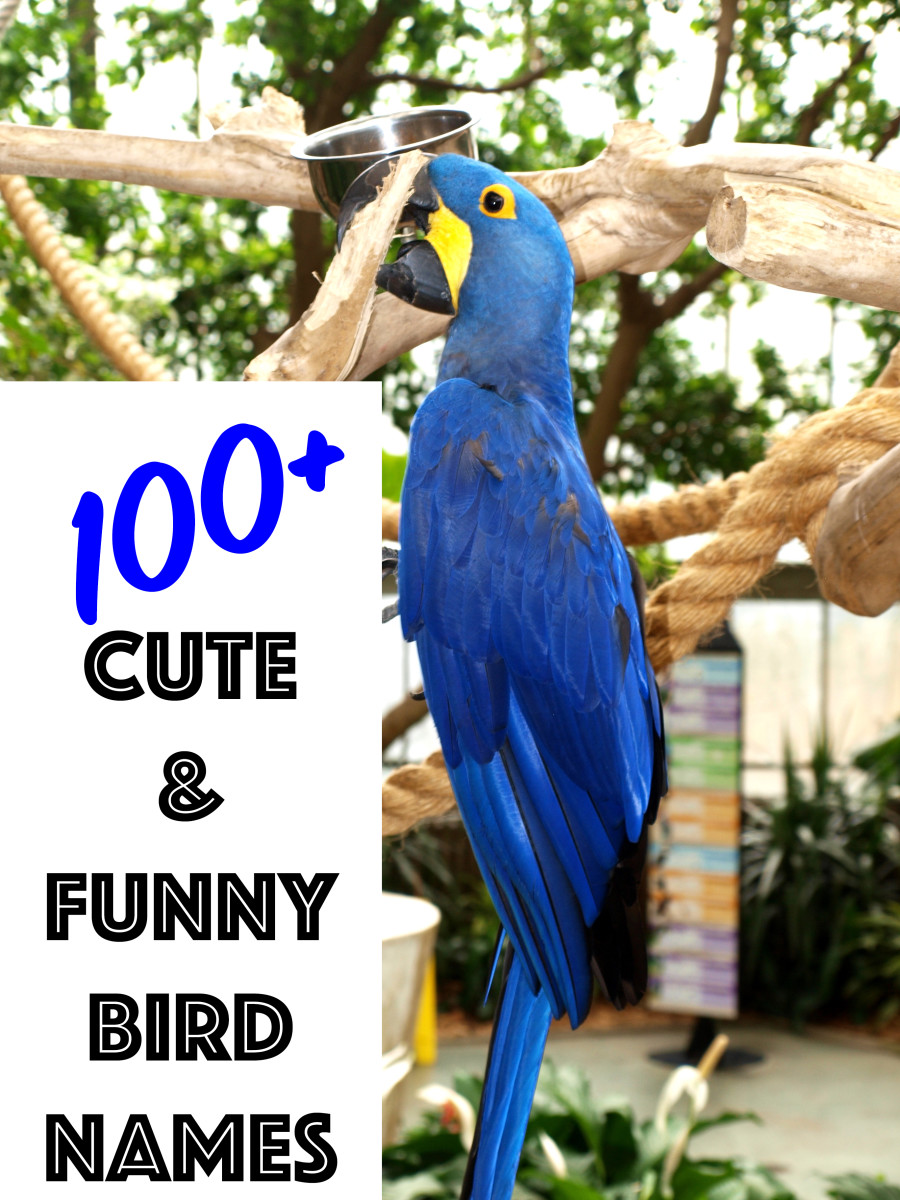 cute-names-for-bird-pairs