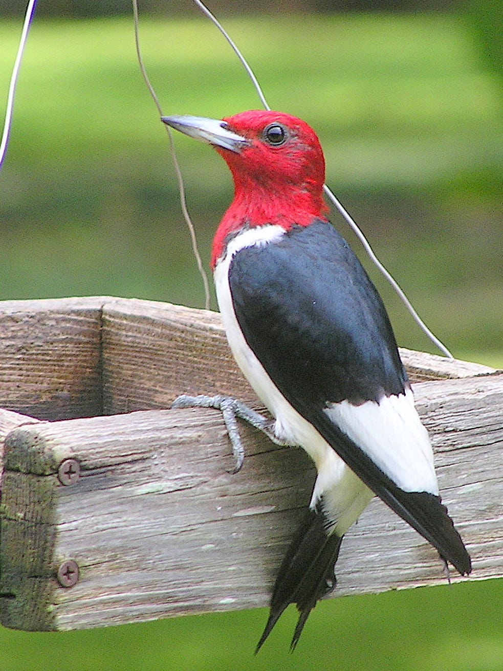 list-of-offensive-bird-names
