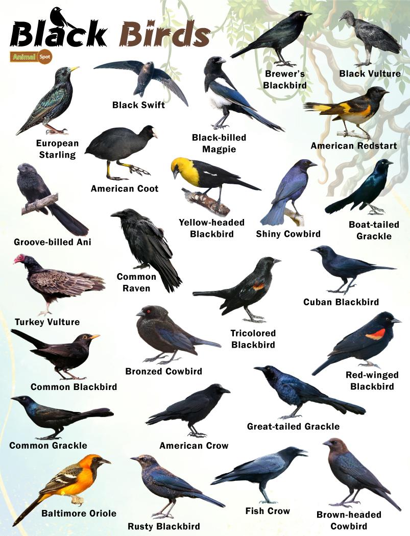 names-for-a-black-bird