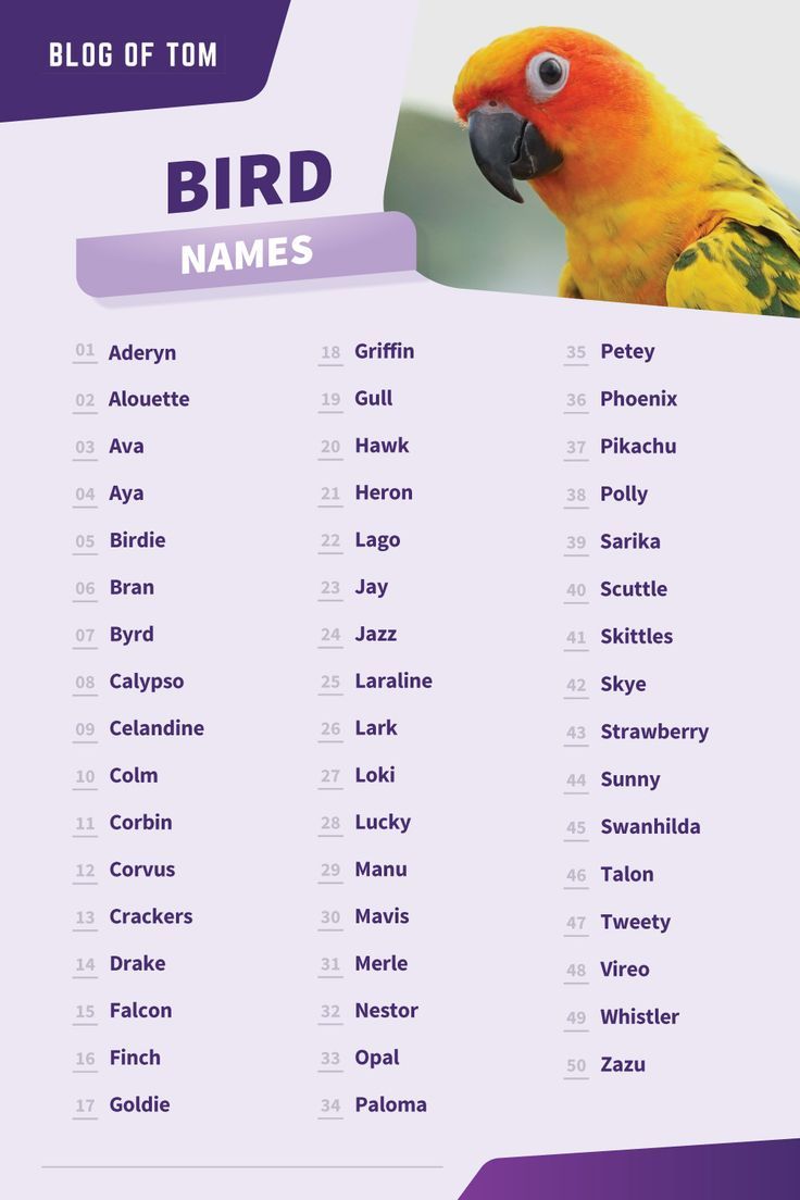 pet-names-for-a-bird