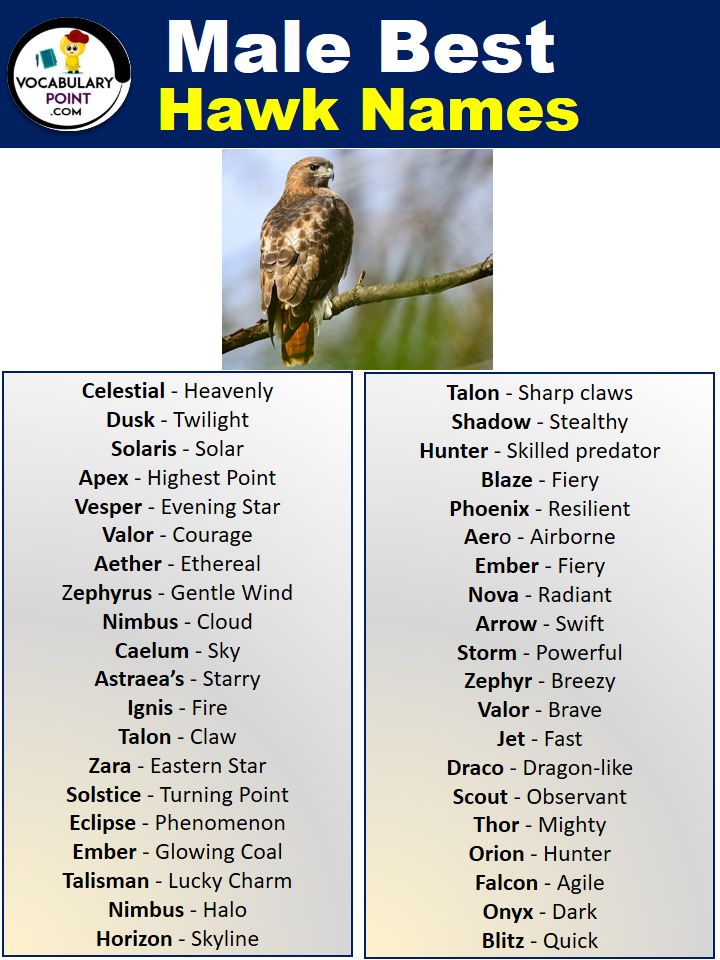 unique-bird-names-with-cool-meanings