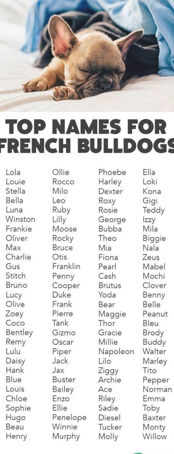 Unique French Bulldog Names Boy With Meaning