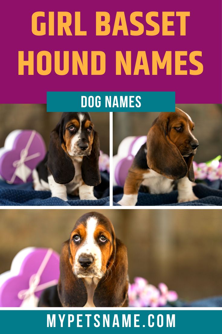 old-fashioned-names-for-basset-hounds-girl
