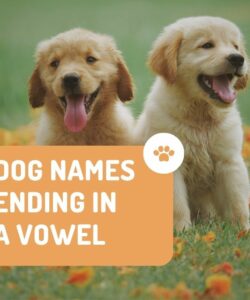 Dog Names Ending In A Vowel
