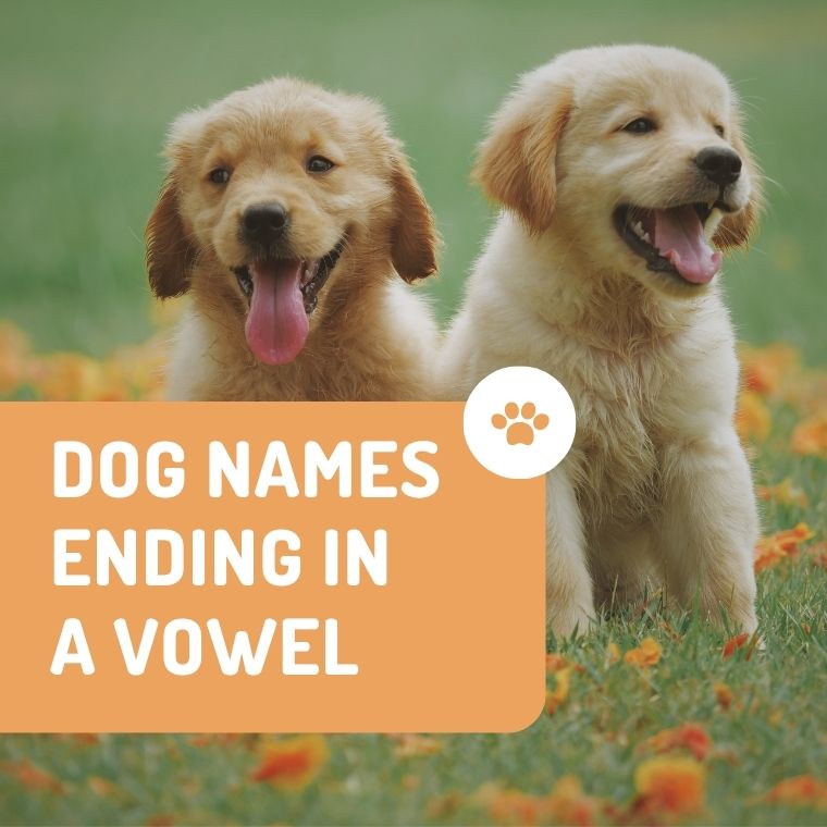 Dog Names Ending In A Vowel Dog Names Ending In A Vowel
