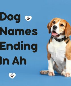 Dog Names Ending In Ah Dog Names Ending In Ah
