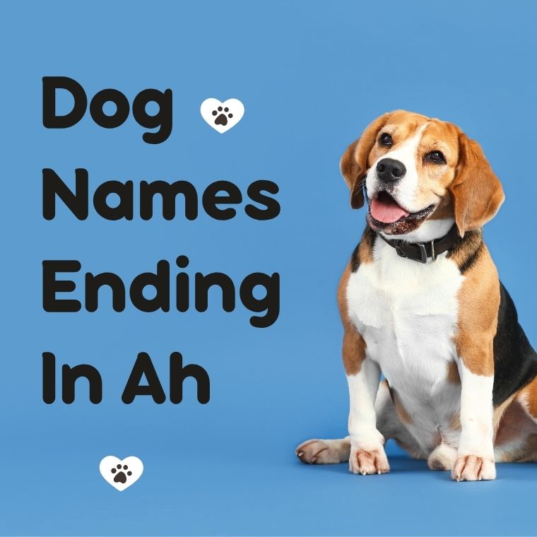 Dog Names Ending In Ah Dog Names Ending In Ah