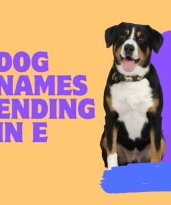 Dog Names Ending In E Dog Names Ending In E