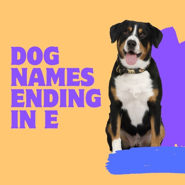 Dog Names Ending In E Dog Names Ending In E