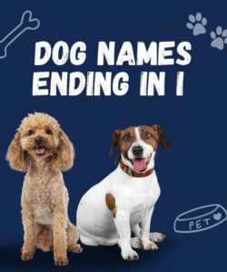 Dog Names Ending In I